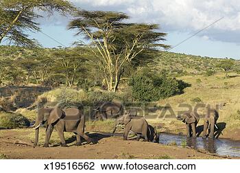 Stock Photo - african elephants 
drinking water 
at pond in afternoon 
light at lewa. 
fotosearch - search 
stock photos, 
pictures, images, 
and photo clipart