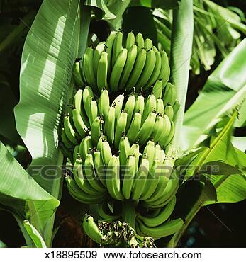 Stock Photograph - bananas growing 
on tree. fotosearch 
- search stock 
photos, pictures, 
images, and photo 
clipart