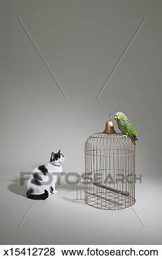 Stock Photo - parrot sitting 
on cage with cat 
looking on, (digital 
composite). fotosearch 
- search stock 
photos, pictures, 
images, and photo 
clipart