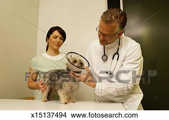 Stock Photo - vet examining 
terrier dog wearing 
protective collar, 
nurse holding 
dog. fotosearch 
- search stock 
photos, pictures, 
images, and photo 
clipart