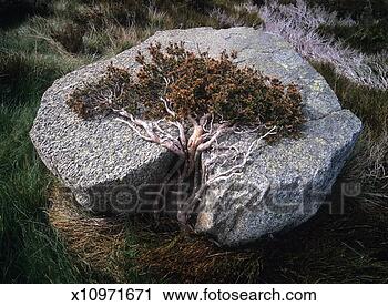 Stock Photography - australia, new 
south wales, kosciuszko 
national park, 
prostrate bush. 
fotosearch - search 
stock photos, 
pictures, images, 
and photo clipart