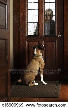 Stock Photograph - dog greeting mature 
woman at front 
door, woman smiling. 
fotosearch - search 
stock photos, 
pictures, images, 
and photo clipart