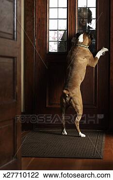 Stock Photo - dog greeting mature 
woman at front 
door, woman smiling. 
fotosearch - search 
stock photos, 
pictures, images, 
and photo clipart