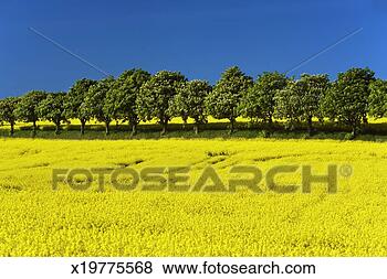 Stock Photo - germany, rostock, 
kavelstorf, trees 
at field. fotosearch 
- search stock 
photos, pictures, 
images, and photo 
clipart