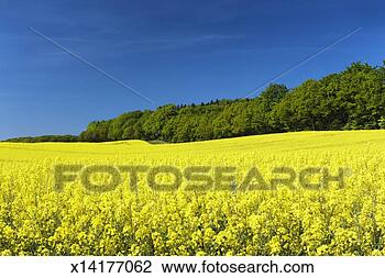 Stock Photo - germany, rostock, 
zusow, rape field. 
fotosearch - search 
stock photos, 
pictures, images, 
and photo clipart