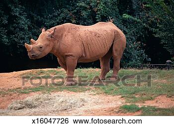 Stock Photo - rhino standing. 
fotosearch - search 
stock photos, 
pictures, images, 
and photo clipart
