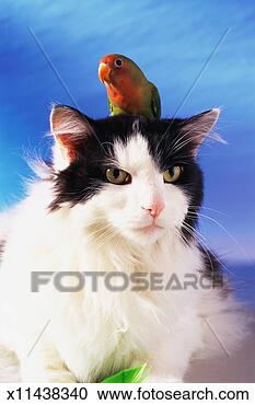 Stock Photography - cat with parrot 
on head. fotosearch 
- search stock 
photos, pictures, 
images, and photo 
clipart