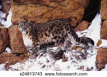 Stock Photo - snow leopard (panthera 
uncia) on snow-covered 
rocky ground. 
fotosearch - search 
stock photos, 
pictures, images, 
and photo clipart