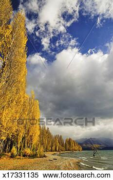 种类最齐全的图像 - 白杨树, 树, 湖, wanaka x17