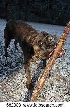Stock Photo - a dog biting a 
stick. fotosearch 
- search stock 
photos, pictures, 
images, and photo 
clipart