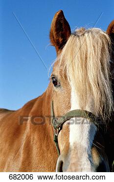Stock Photo - portrait of a 
horse. fotosearch 
- search stock 
photos, pictures, 
images, and photo 
clipart