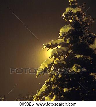 Stock Image - tree covered with 
snow at night. 
fotosearch - search 
stock photos, 
pictures, images, 
and photo clipart