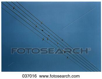 Stock Photo - birds sitting 
on wires. fotosearch 
- search stock 
photos, pictures, 
images, and photo 
clipart