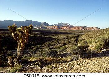 Stock Image - cactus in the 
desert. fotosearch 
- search stock 
photos, pictures, 
images, and photo 
clipart