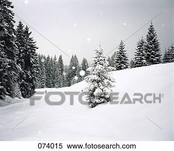 Stock Image - snow falling in 
a forest clearing. 
fotosearch - search 
stock photos, 
pictures, images, 
and photo clipart