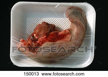 图吧 - 顶端, 察看, 流血, 母牛, 舌头, 塑料 15001