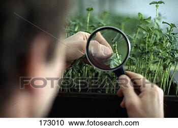 Stock Photography - small bugs on 
a leaf under a 
magnifying glass. 
fotosearch - search 
stock photos, 
pictures, images, 
and photo clipart