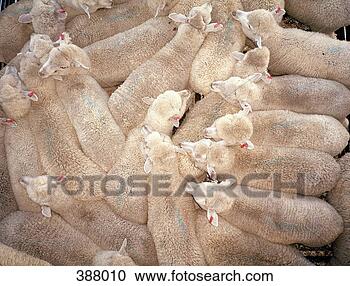 Arquivo de Fotografias - sheep,  aglomerado, 
 caneta. fotosearch 
- busca de fotos, 
imagens e clipart