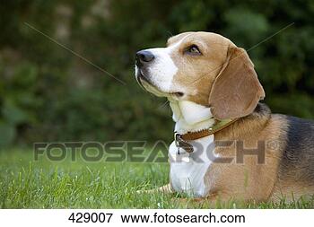 Picture - a beagle lying 
on grass. fotosearch 
- search stock 
photos, pictures, 
images, and photo 
clipart