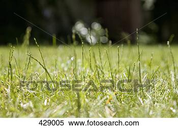 Stock Image - tall blades of 
grass on a lawn. 
fotosearch - search 
stock photos, 
pictures, images, 
and photo clipart
