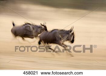 Arquivo de Fotografia - dois,  wildebeest, 
 executando. fotosearch 
- busca de fotos, 
imagens e clipart