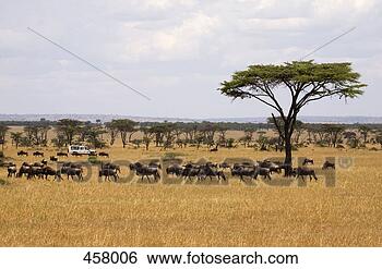 Banco de Imagem - safari,  veículo, 
 dirigindo,  passado, 
 rebanho,  wildebeest. 
fotosearch - busca 
de fotos, imagens 
e clipart