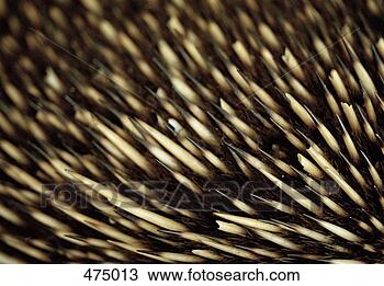 Stock Photo - close up of an 
echidna's bristles. 
fotosearch - search 
stock photos, 
pictures, images, 
and photo clipart