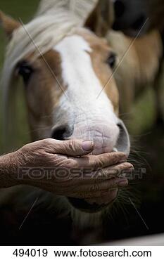 Arquivo Fotográficos - detalhe,  alimentação, 
 cavalo. fotosearch 
- busca de fotos, 
imagens e clipart