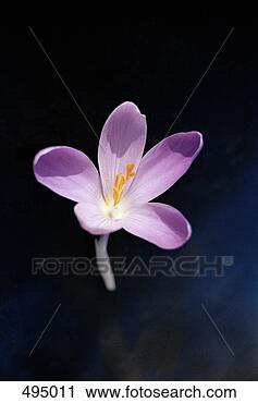 Arquivo de Fotografia - único,  açafrão, 
 flor. fotosearch 
- busca de fotos, 
imagens e clipart