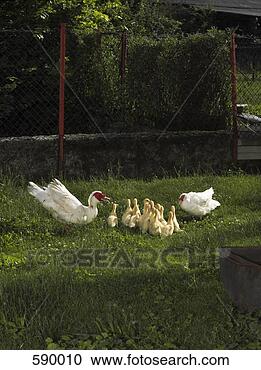 Arquivo de Fotografias - família,  patos. 
fotosearch - busca 
de fotos, imagens 
e clipart