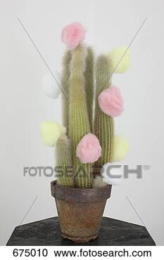 种类一应俱全的图片库\/图像库 - 仙人掌, 植物, 