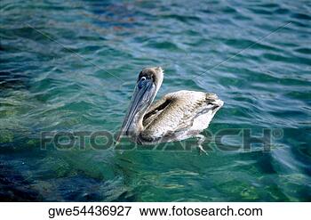 Picture - high angle view 
of a pelican. 
fotosearch - search 
stock photos, 
pictures, images, 
and photo clipart