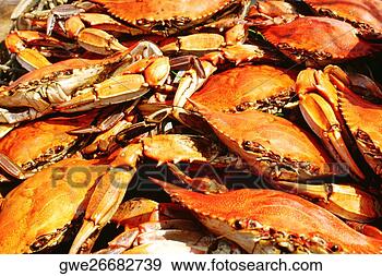 Stock Photograph - close-up of a 
heap of crabs, 
annapolis, maryland, 
usa. fotosearch 
- search stock 
photos, pictures, 
images, and photo 
clipart