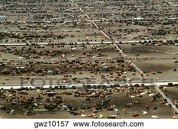 Picture - aerial view of 
world’s largest 
cattle feedlot 
(120,  000 head). 
fotosearch - search 
stock photos, 
pictures, images, 
and photo clipart