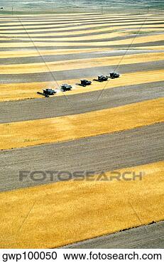 Stock Photography - aerial view of 
custom harvest 
combines harvesting 
wheat,  with strips. 
fotosearch - search 
stock photos, 
pictures, images, 
and photo clipart