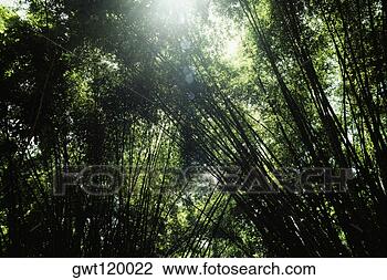 Stock Photo - a canopy of dense 
trees with long 
stems,  welchman's 
hall,  gully. 
fotosearch - search 
stock photos, 
pictures, images, 
and photo clipart