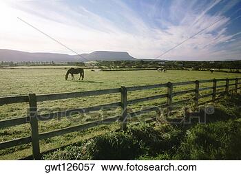 Picture - horses grazing 
in a field, republic 
of ireland. fotosearch 
- search stock 
photos, pictures, 
images, and photo 
clipart