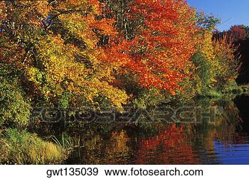 Stock Photograph - reflection of 
trees in water. 
fotosearch - search 
stock photos, 
pictures, images, 
and photo clipart