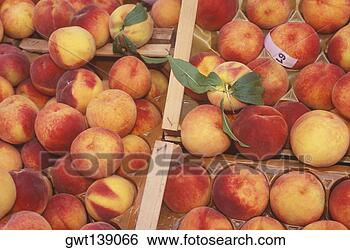 Stock Photo - high angle view 
of apples in wooden 
crates. fotosearch 
- search stock 
photos, pictures, 
images, and photo 
clipart