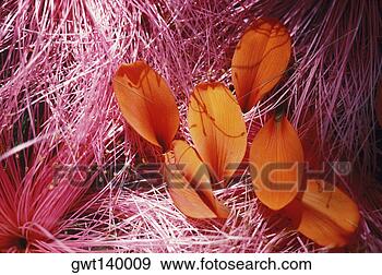 Stock Photograph - high angle view 
of petals on the 
grass. fotosearch 
- search stock 
photos, pictures, 
images, and photo 
clipart