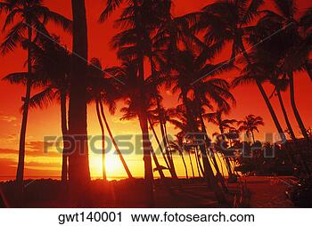 Stock Photography - silhouette of 
palm trees on 
the beach, hawaii, 
usa. fotosearch 
- search stock 
photos, pictures, 
images, and photo 
clipart