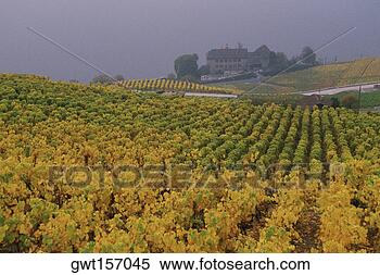 Stock Image - high angle view 
of crops in a 
field, lausanne, 
vaud, switzerland. 
fotosearch - search 
stock photos, 
pictures, images, 
and photo clipart