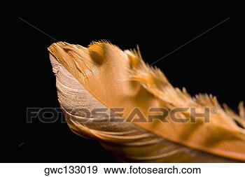 Arquivo Fotográficos - close-up,  pena. 
fotosearch - busca 
de fotos, imagens 
e clipart