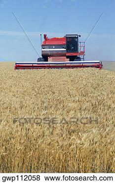 Stock Photo - wheat harvesting. 
fotosearch - search 
stock photos, 
pictures, images, 
and photo clipart
