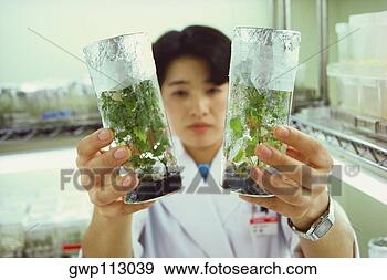 Stock Photograph - female scientist 
holding plants 
in a laboratory, 
 tochigi prefecture. 
fotosearch - search 
stock photos, 
pictures, images, 
and photo clipart