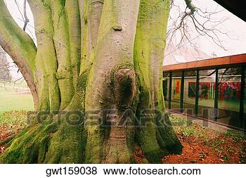 Stock Photo - tree in front 
of a museum, louisiana 
museum, north 
zeeland, denmark. 
fotosearch - search 
stock photos, 
pictures, images, 
and photo clipart