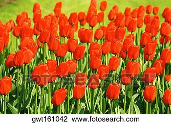 Stock Photo - close-up of red 
tulips in a garden, 
 keukenhof gardens, 
 lisse. fotosearch 
- search stock 
photos, pictures, 
images, and photo 
clipart