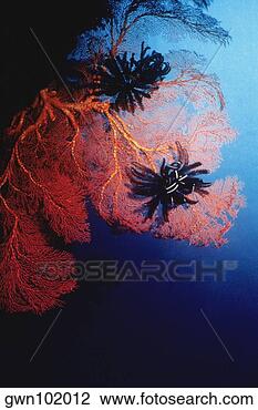 Stock Photo - black feather 
star (himerometra 
bartschi) and 
gorgonian sea 
fan. fotosearch 
- search stock 
photos, pictures, 
images, and photo 
clipart