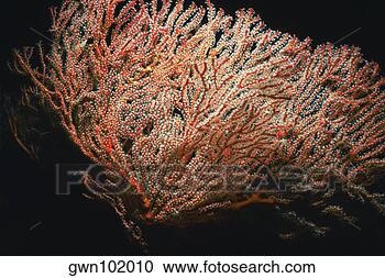 Stock Photography - close-up of a 
sea fan underwater, 
palau. fotosearch 
- search stock 
photos, pictures, 
images, and photo 
clipart