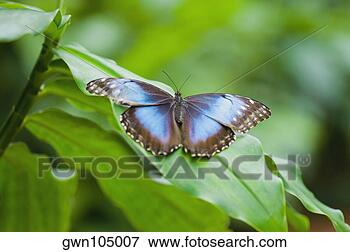 Foto - close-up,  azul, 
 morpho,  (morpho, 
 menelaus),  borboleta, 
 folha. fotosearch 
- busca de fotos, 
imagens e clipart